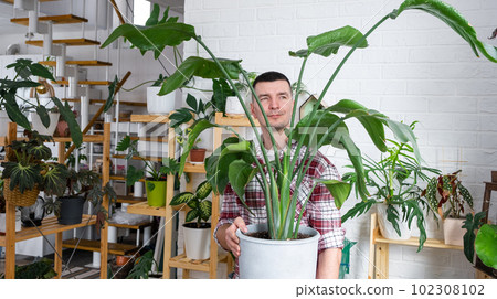 Man plant breeder hold in hand home plants Strelitzia in pot from her collection at home on the shelves. Search for pests, care, watering, fertilizers. Home crop production Man plant breeder hold in hand home plants Strelitzia in pot from her collection at home on the shelves. Search for pests, care, watering, fertilizers. Home crop production 102308102