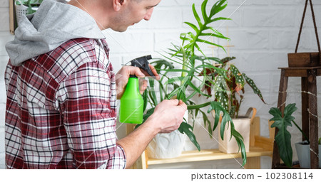 Man plant breeder examines and admires home plants in a pot, Search for pests, care, watering, fertilizers, treats from pests. Home crop production Man plant breeder examines and admires home plants in a pot, Search for pests, care, watering, fertilizers, treats from pests. Home crop production 102308114
