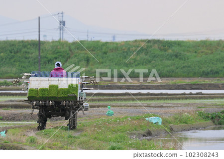 Rice planting machine on the footpath rice planting Rice planting machine on the footpath rice planting 102308243