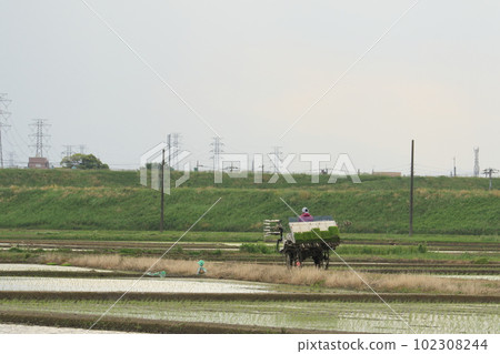 Rice planting machine on the footpath rice planting Rice planting machine on the footpath rice planting 102308244