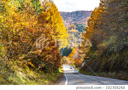 Takayama City, Gifu Prefecture Passenger cars running along the stream of autumn foliage 102308268