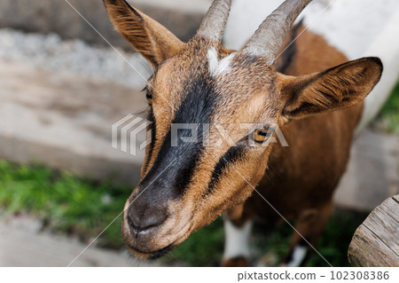 American Pygmy, Cameroon goat standing near wooden fence on green grass, close up detail 102308386
