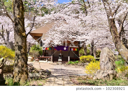 Kanryu-ji Temple surrounded by cherry blossoms in full bloom 102308921