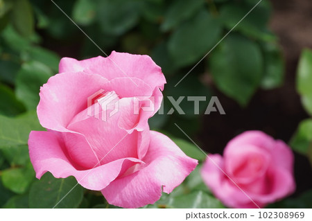 Roses in full bloom at Oji Rose Garden Roses in full bloom at Oji Rose Garden 102308969