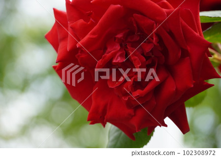 Roses in full bloom at Oji Rose Garden 102308972