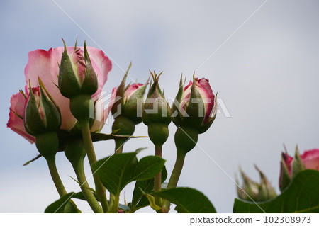 Roses in full bloom at Oji Rose Garden Roses in full bloom at Oji Rose Garden 102308973