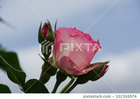 王子玫瑰園的玫瑰盛開 王子玫瑰園的玫瑰盛開 102308974