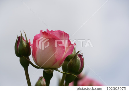 王子玫瑰園的玫瑰盛開 102308975