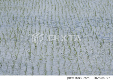 水稻種植後的稻田原貌 102308976