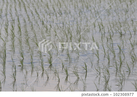 The original scenery of rice paddies after rice planting 102308977