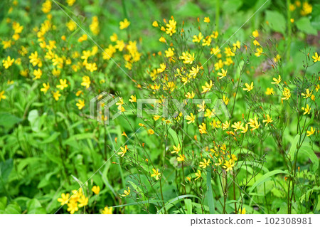 Clusters of yellow flowers of Nigana 102308981
