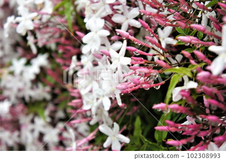 Jasmine that gets wet in the rain 102308993