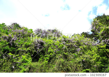 盛開的里山紫藤花 102309167