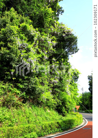 盛開的里山紫藤花 102309171