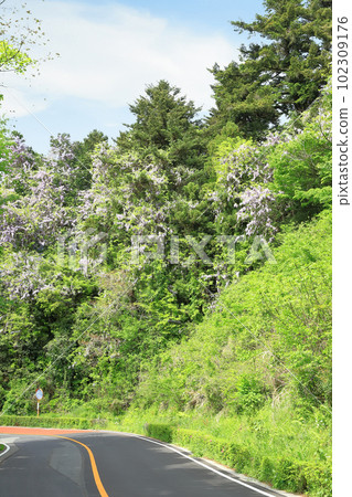 盛開的里山紫藤花 102309176