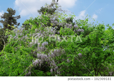 Satoyama wisteria flowers in full bloom Satoyama wisteria flowers in full bloom 102309181