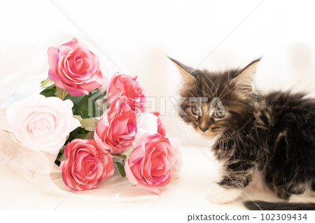 A bouquet of red roses and a Maine Coon kitten who turns around A bouquet of red roses and a Maine Coon kitten who turns around 102309434