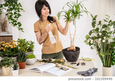 Female gardener watering houseplant using spray bottle working at workshop 102309440