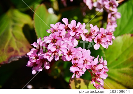 Flowers of Himalayan Yukinoshita Flowers of Himalayan Yukinoshita 102309644