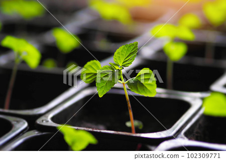 Young green sprout of seedlings stands in black pot with earth. Preparing vegetables for planting in 102309771