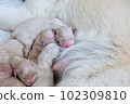 Newborn golden retriever puppy detail closeup pet 102309810