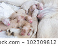 Newborn golden retriever puppy detail closeup pet 102309812