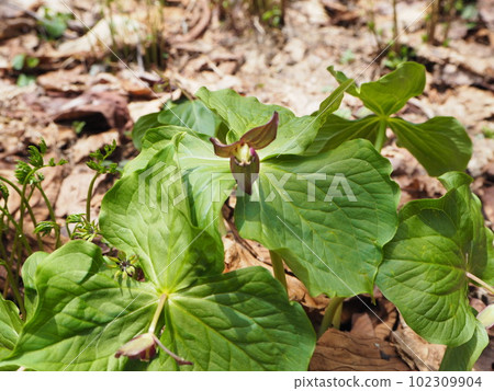 Elder leaves of elderly Elder leaves of elderly 102309904