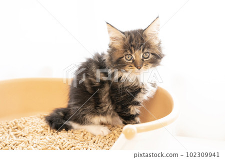 Maine coon kitten sitting on a small toilet Maine coon kitten sitting on a small toilet 102309941