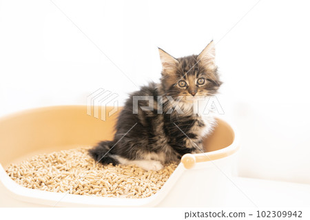 Maine coon kitten sitting on a small toilet Maine coon kitten sitting on a small toilet 102309942