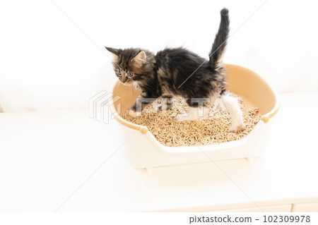 Maine coon kitten sitting on a small toilet Maine coon kitten sitting on a small toilet 102309978