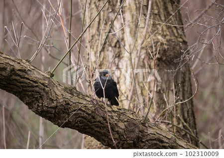 Eurasian Blackbird On Tree Eurasian Blackbird On Tree 102310009