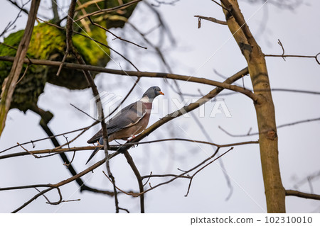 Common Wood Pigeon Columba Palumbus 102310010