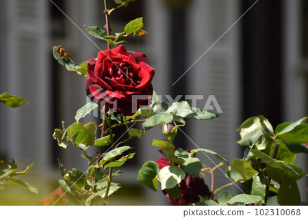 一朵深紅色的春天玫瑰 一朵深紅色的春天玫瑰 102310068