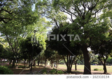 橫濱市鶴見區綠意盎然的入船公園 102310134