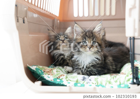 3 maine coon kittens in a carry bag 102310193