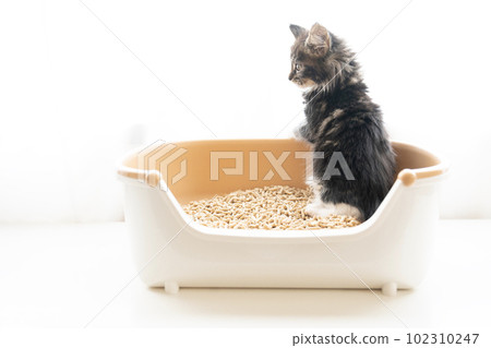 Maine coon kitten sitting on a small toilet 102310247