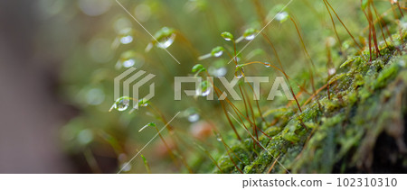 Photographing water droplets on moss with a macro lens Photographing water droplets on moss with a macro lens 102310310