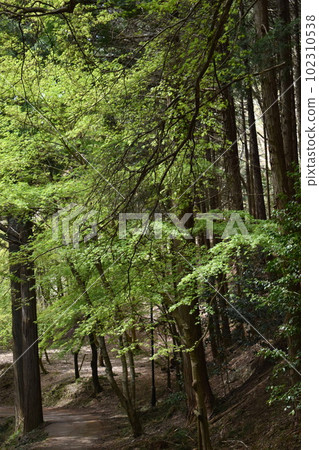 Green maple trees along the mountain path 102310538