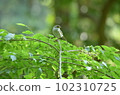 Uguusu 102310725