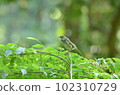 Uguusu 102310729