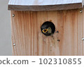 Great tit chick 102310855