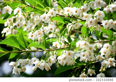 安息香花 安息香花 102310898