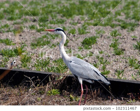 棲息在稻田裡的灰鷺（23年的春天在花鳥平原） 102311467