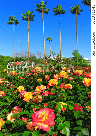 [Osaka Prefecture] Osaka Municipal Nagai Botanical Garden (rose garden) in fine weather 102311545