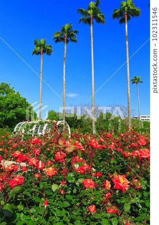 [Osaka Prefecture] Osaka Municipal Nagai Botanical Garden (rose garden) in fine weather 102311546
