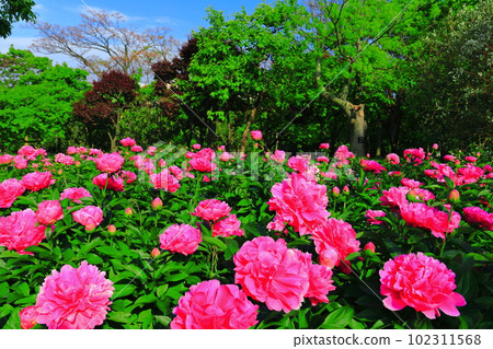 [Osaka Prefecture] Osaka Municipal Nagai Botanical Garden (peony garden) in fine weather 102311568
