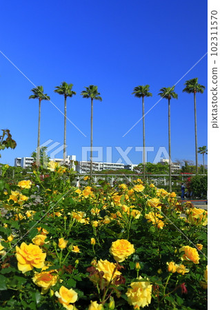 [Osaka Prefecture] Osaka Municipal Nagai Botanical Garden (rose garden) in fine weather 102311570