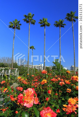 [Osaka Prefecture] Osaka Municipal Nagai Botanical Garden (rose garden) in fine weather 102311571