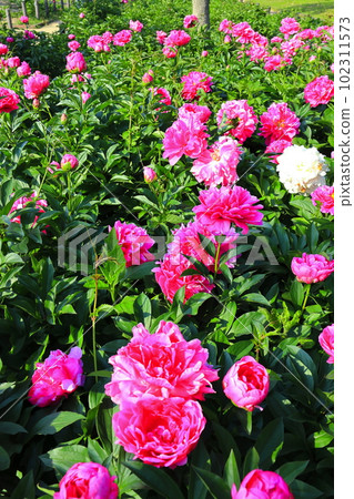 [Osaka Prefecture] Osaka Municipal Nagai Botanical Garden (peony garden) in fine weather 102311573