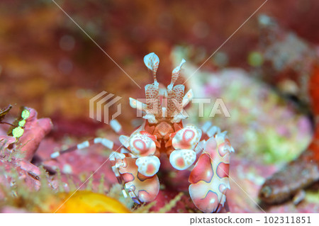 Horse deep-fried 102311851